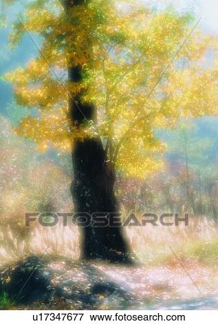 Stock Photo - soft focus, tree, romantic, flower, sky, outdoor. Fotosearch