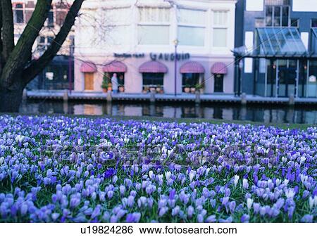 Stock Photograph - window, tree, building, flower, mood, Europe. Fotosearch