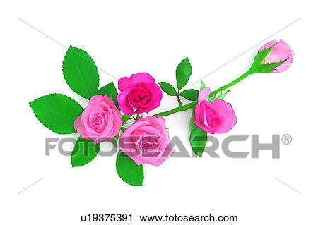 flower, leaf, pink, plant, rose View Large Photo Image Stock Image - flower, leaf, pink, plant, rose. Fotosearch