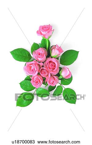 flower, leaf, pink, rose, plant View Large Photo Image Stock Image - flower, leaf, pink, rose, plant. Fotosearch