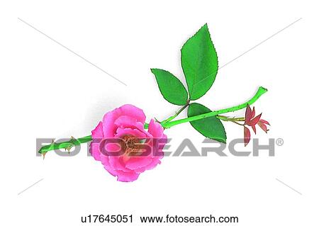 Stock Image - flower, leaf, plant, pink, rose. Fotosearch