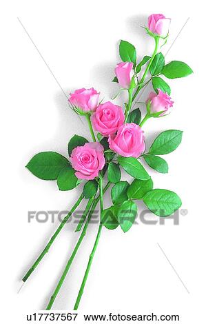 flower, leaf, plant, pink, rose View Large Photo Image Stock Photo - flower, leaf, plant, pink, rose. Fotosearch