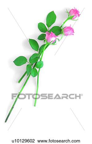 Stock Image - flower, leaf, plant, rose, pink. Fotosearch