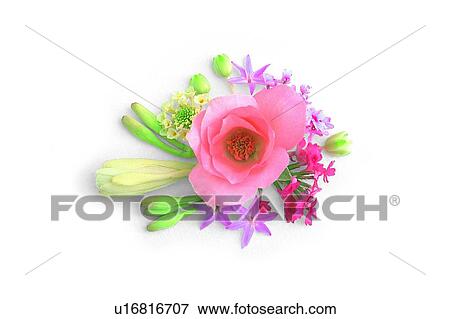 Stock Photo - flower, leaf, plant, rose, pink. Fotosearch