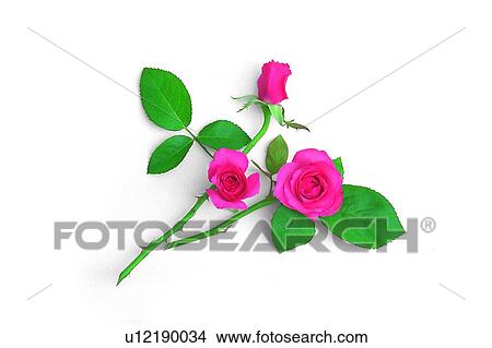 Picture - flower, leaf, rose, plant, pink. Fotosearch