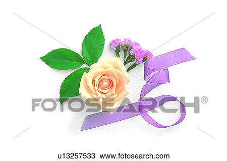 flower, ribbon, leaf, rose, plant, yellow View Large Photo Image Stock Image - flower, ribbon, leaf, rose, plant, yellow. Fotosearch