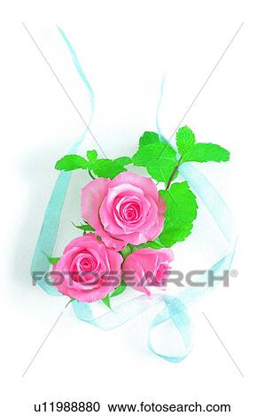 flower, ribbon, rose, plant, leaf, pink View Large Photo Image Stock Image - flower, ribbon, rose, plant, leaf, pink. Fotosearch