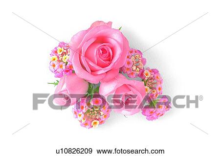 Stock Photo - flower, rose, leaf, plant, pink. Fotosearch