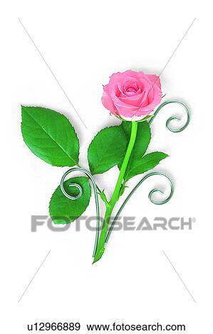 flower, rose, leaf, plant, pink View Large Photo Image Stock Photo - flower, rose, leaf, plant, pink. Fotosearch