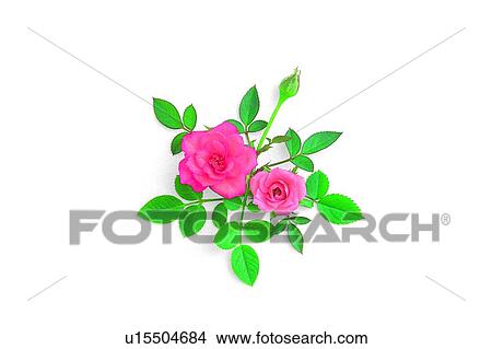 Picture - flower, rose, pink, leaf, plant. Fotosearch