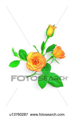 Stock Photo - leaf, flower, plant, rose, yellow. Fotosearch