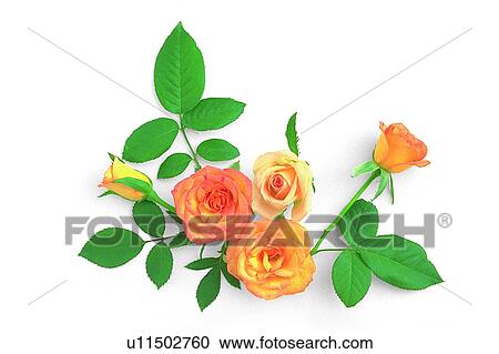 leaf, flower, rose, plant, yellow View Large Photo Image Stock Image - leaf, flower, rose, plant, yellow. Fotosearch