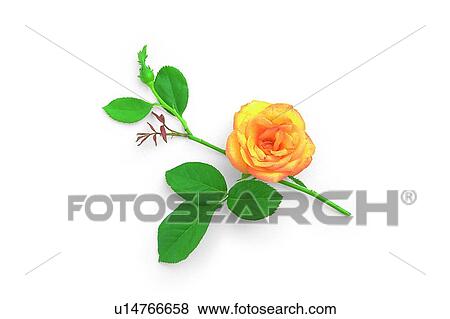 leaf, flower, yellow, plant, rose View Large Photo Image Stock Photo - leaf, flower, yellow, plant, rose. Fotosearch