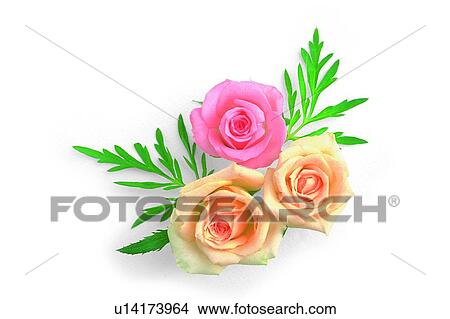 Picture - leaf, pink, flower, plant, yellow, rose. Fotosearch