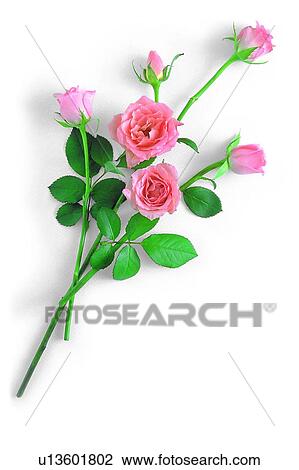 leaf, pink, plant, rose, flower View Large Photo Image Stock Image - leaf, pink, plant, rose, flower. Fotosearch