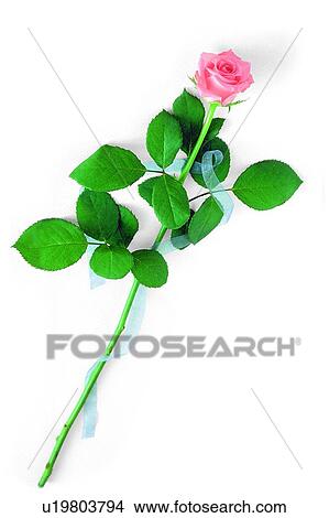 leaf, plant, ribbon, flower, pink, rose View Large Photo Image Picture - leaf, plant, ribbon, flower, pink, rose. Fotosearch