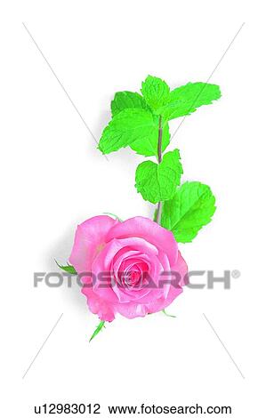 Stock Image - leaf, plant, rose, pink, flower. Fotosearch