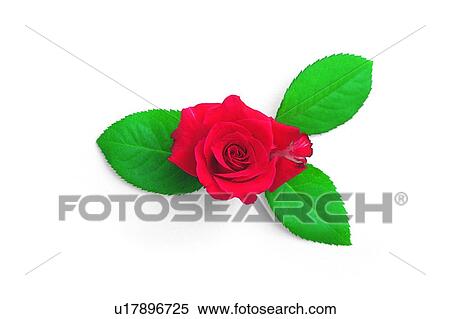 Stock Photography - leaf, red, flower, plant, rose. Fotosearch
