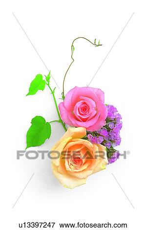 leaf, rose, plant, flower, pink, yellow View Large Photo Image Stock Photo - leaf, rose, plant, flower, pink, yellow. Fotosearch