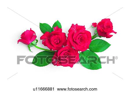leaf, rose, plant, flower, red View Large Photo Image Stock Image - leaf, rose, plant, flower, red. Fotosearch