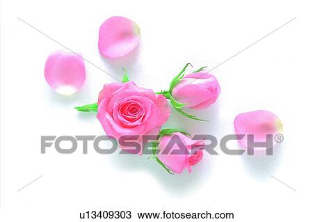 leaf, rose, plant, pink, flower View Large Photo Image Stock Image - leaf, rose, plant, pink, flower. Fotosearch