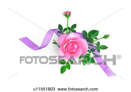 leaf, rose, plant, ribbon, flower, pink View Large Photo Image Stock Image - leaf, rose, plant, ribbon, flower, pink. Fotosearch