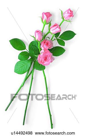 pink, flower, leaf, rose, plant View Large Photo Image Stock Photo - pink, flower, leaf, rose, plant. Fotosearch