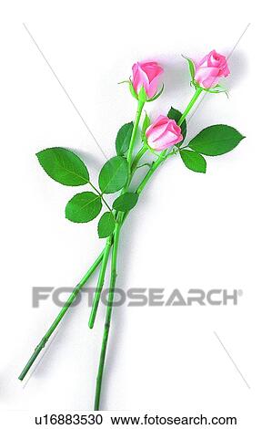 Stock Image - pink, flower, rose, leaf, plant. Fotosearch