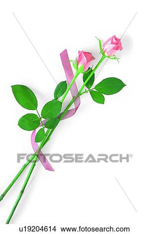 Picture - pink, plant, flower, leaf, rose, ribbon. Fotosearch