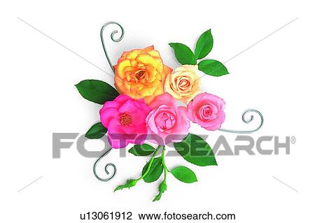 pink, plant, flower, yellow, leaf, rose View Large Photo Image Stock Image - pink, plant, flower, yellow, leaf, rose. Fotosearch