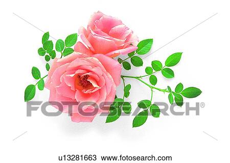 pink, rose, leaf, plant, flower View Large Photo Image Stock Image - pink, rose, leaf, plant, flower. Fotosearch