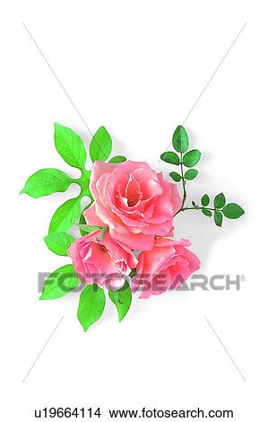 Picture - plant, flower, leaf, pink, rose. Fotosearch