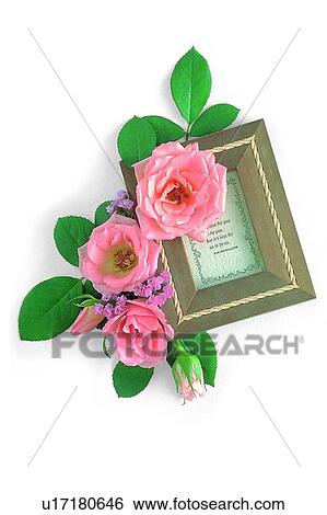 Stock Photograph - plant, flower, leaf, rose, frame, pink. Fotosearch