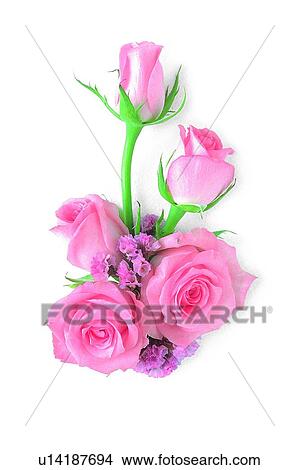plant, flower, leaf, rose, pink View Large Photo Image Picture - plant, flower, leaf, rose, pink. Fotosearch