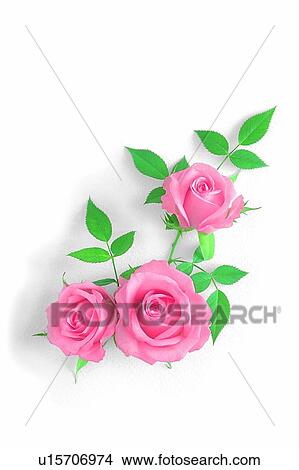 plant, flower, leaf, rose, pink View Large Photo Image Picture - plant, flower, leaf, rose, pink. Fotosearch