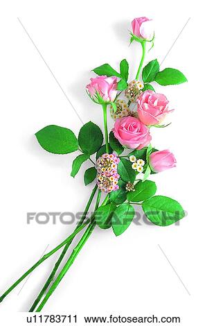 Stock Image - plant, flower, leaf, rose, pink. Fotosearch