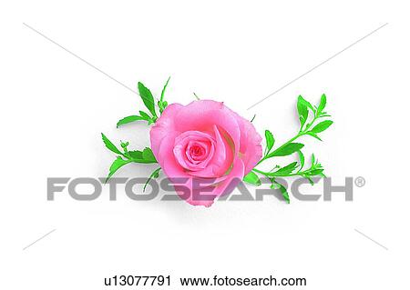 plant, flower, leaf, rose, pink View Large Photo Image Stock Image - plant, flower, leaf, rose, pink. Fotosearch