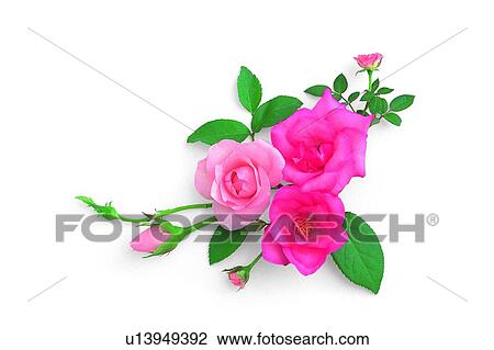 plant, flower, leaf, rose, pink View Large Photo Image Stock Image - plant, flower, leaf, rose, pink. Fotosearch