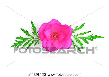 Stock Image - plant, flower, leaf, rose, pink. Fotosearch