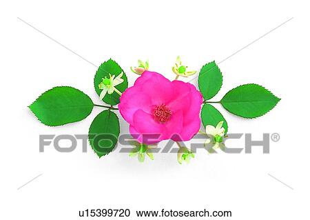 plant, flower, leaf, rose, pink View Large Photo Image Stock Image - plant, flower, leaf, rose, pink. Fotosearch