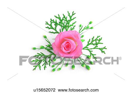 Stock Image - plant, flower, leaf, rose, pink. Fotosearch