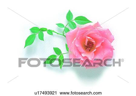plant, flower, leaf, rose, pink View Large Photo Image Stock Image - plant, flower, leaf, rose, pink. Fotosearch