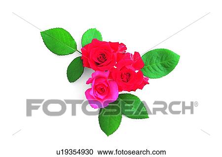 plant, flower, leaf, rose, pink View Large Photo Image Stock Image - plant, flower, leaf, rose, pink. Fotosearch