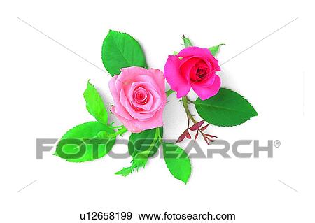 plant, flower, leaf, rose, pink View Large Photo Image Stock Photo - plant, flower, leaf, rose, pink. Fotosearch