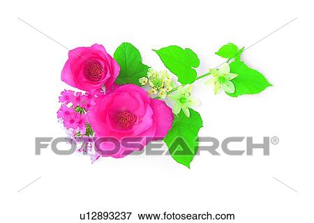 plant, flower, leaf, rose, pink View Large Photo Image Stock Photo - plant, flower, leaf, rose, pink. Fotosearch