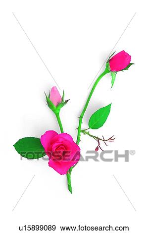 plant, flower, leaf, rose, pink View Large Photo Image Stock Photo - plant, flower, leaf, rose, pink. Fotosearch