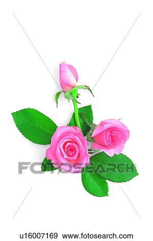 plant, flower, leaf, rose, pink View Large Photo Image Stock Photo - plant, flower, leaf, rose, pink. Fotosearch