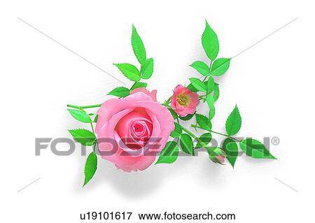 Stock Photo - plant, flower, leaf, rose, pink. Fotosearch
