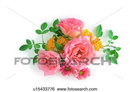 Stock Photograph - plant, flower, leaf, rose, pink. Fotosearch