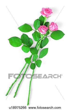 plant, flower, leaf, rose, pink View Large Photo Image Stock Photograph - plant, flower, leaf, rose, pink. Fotosearch